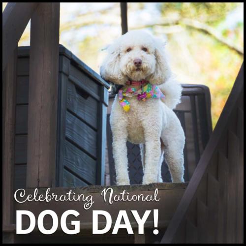 Celebrating National Dog Day! 